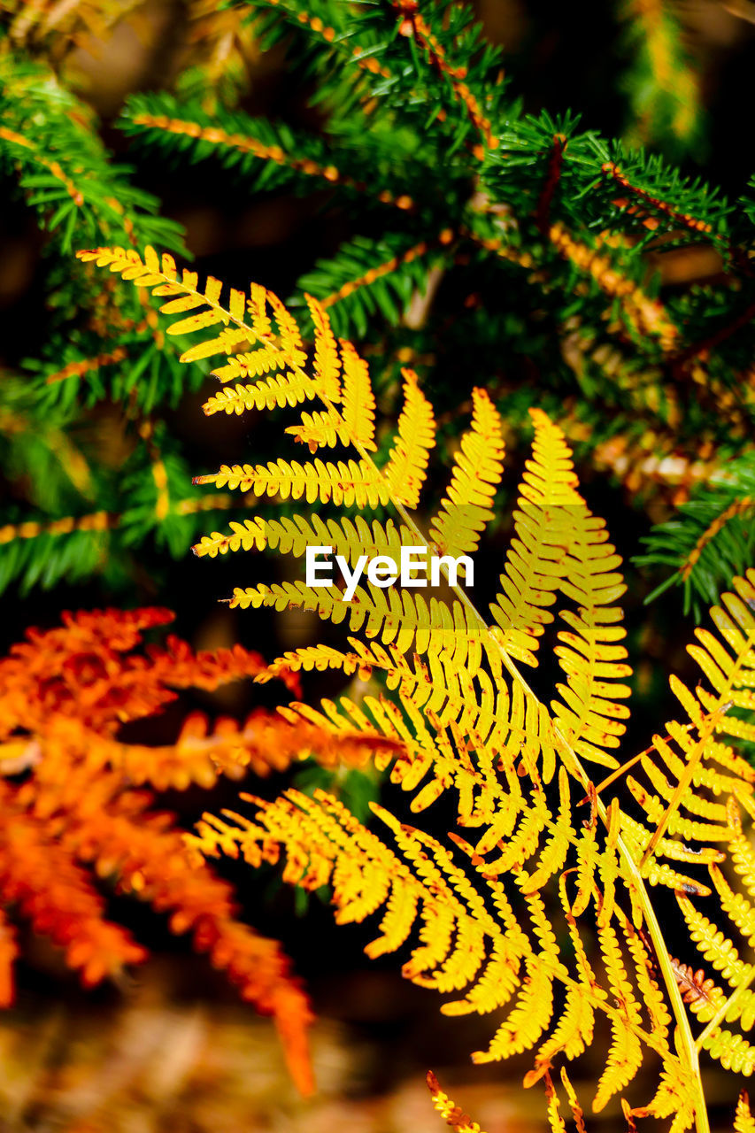 Close-up of yellow leaves on tree