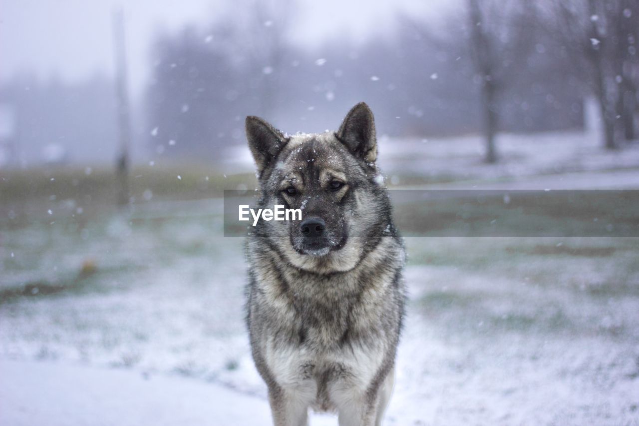 Portrait of dog standing on snow covered field