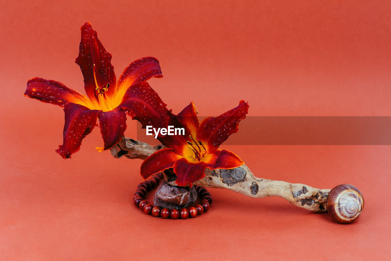 Still life of fresh red lily flowers, dry sticks, snail shells and wooden beads with a pebble