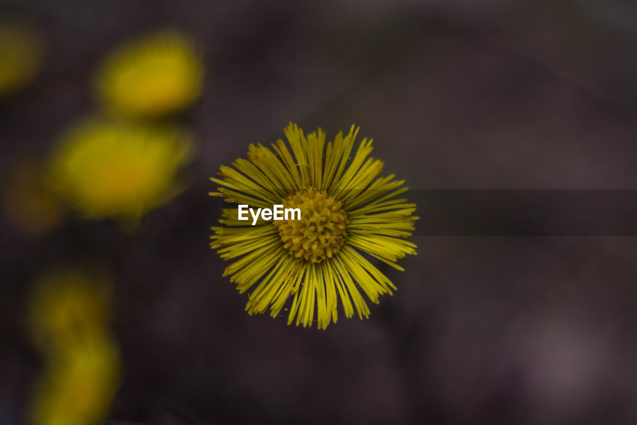 Close-up of yellow flowering plant