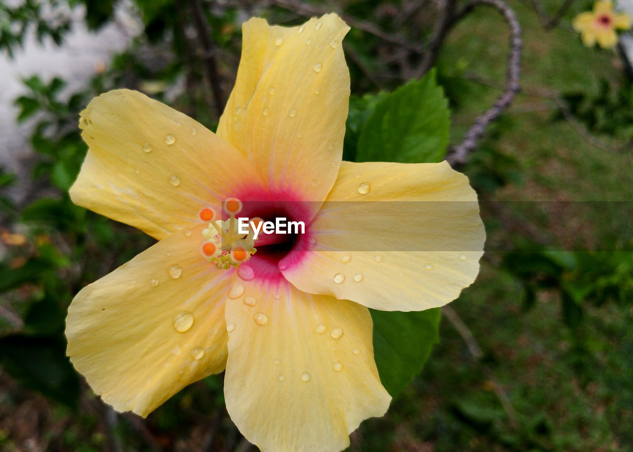 CLOSE-UP OF WET PINK HIBISCUS