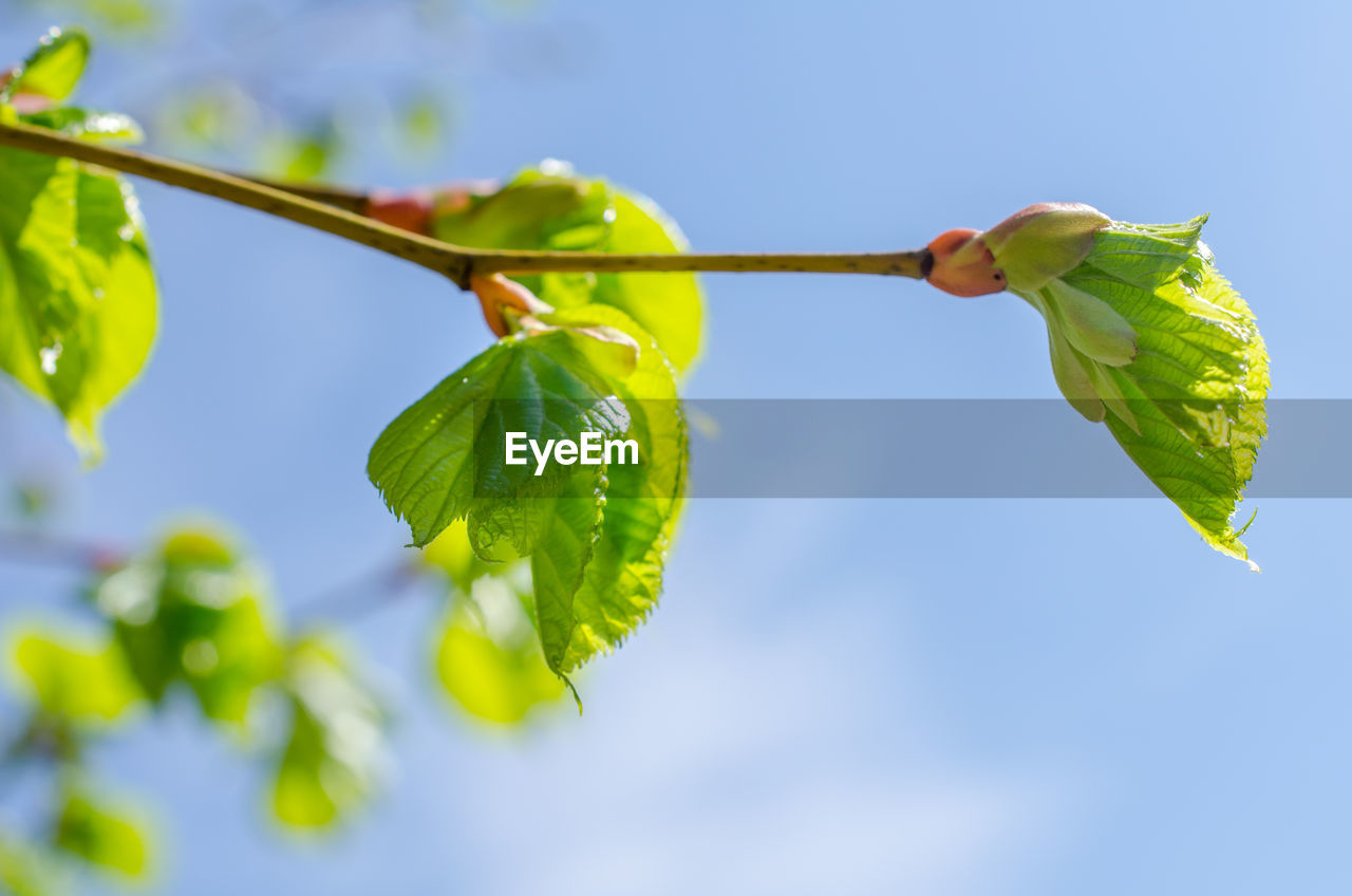 LOW ANGLE VIEW OF FRESH GREEN LEAVES