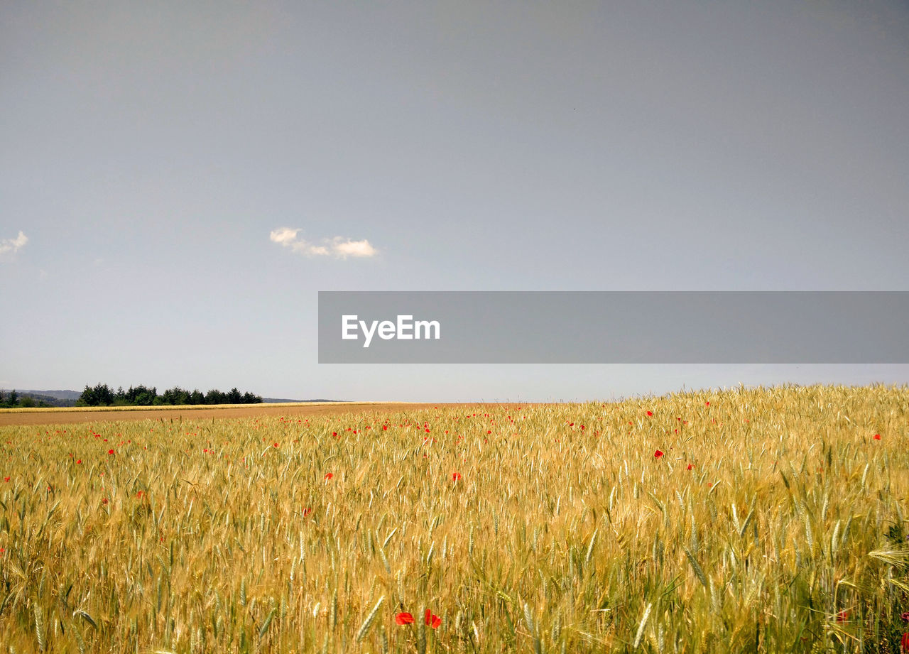 SCENIC VIEW OF WHEAT FIELD AGAINST SKY