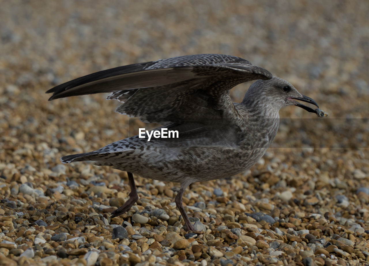 close-up of bird