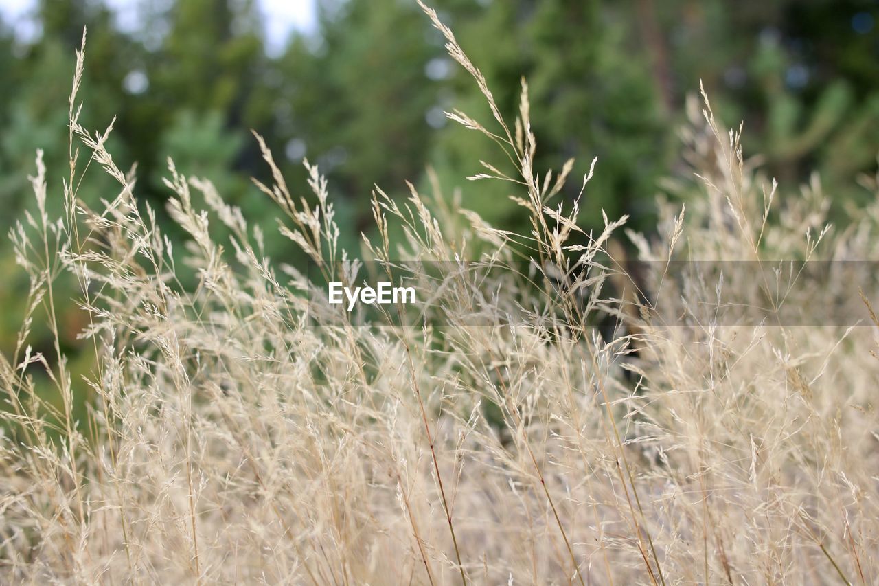 grass, plant, growth, prairie, land, field, nature, agriculture, no people, landscape, crop, cereal plant, day, beauty in nature, flower, rural scene, grassland, focus on foreground, outdoors, close-up, tranquility, environment, lawn, meadow, soil, farm, food, selective focus, food and drink, sunlight, rye