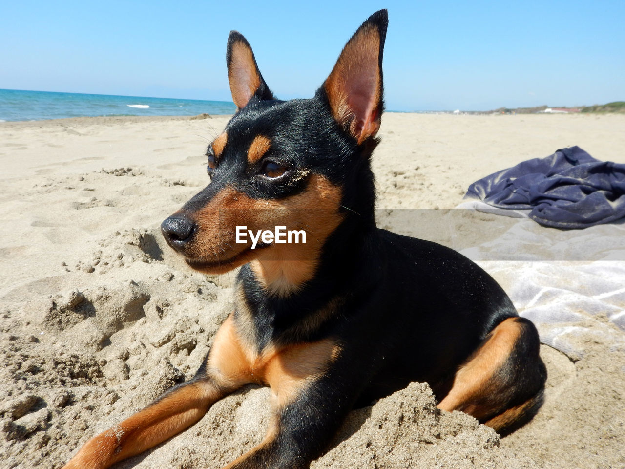 DOG RELAXING ON SAND