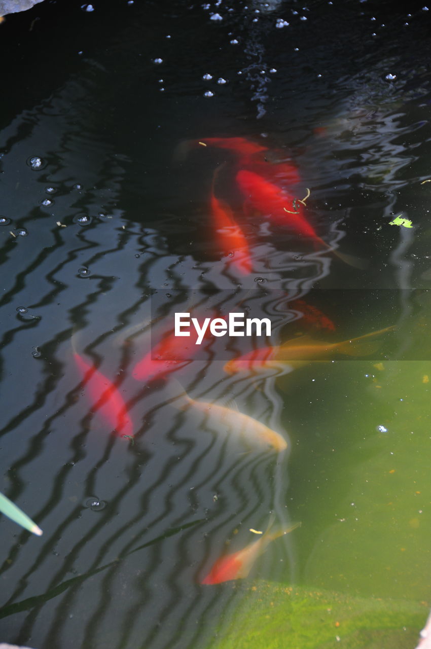 HIGH ANGLE VIEW OF FISH SWIMMING IN LAKE