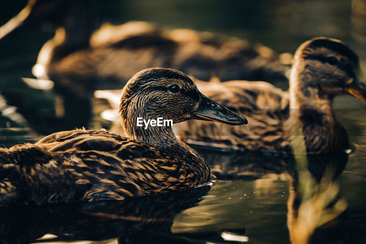 Close-up of mallard duck swimming in lake