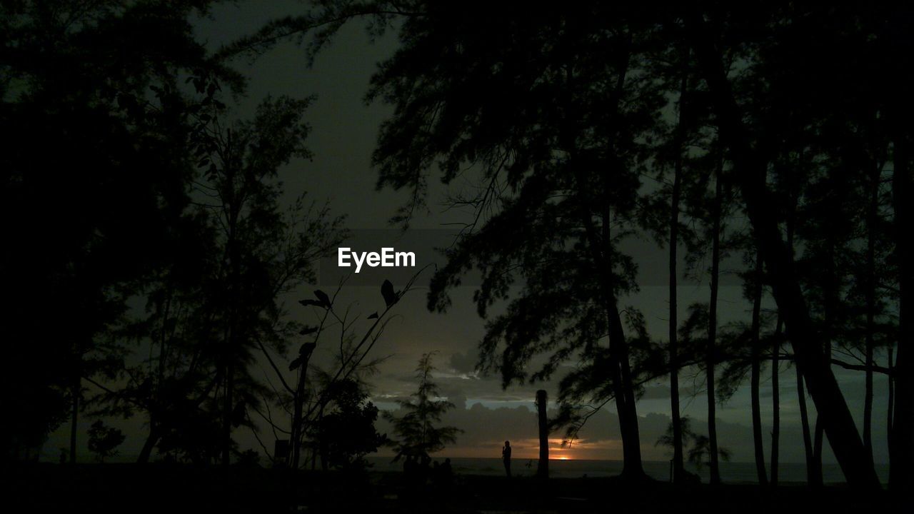 SILHOUETTE TREES AGAINST SKY AT SUNSET