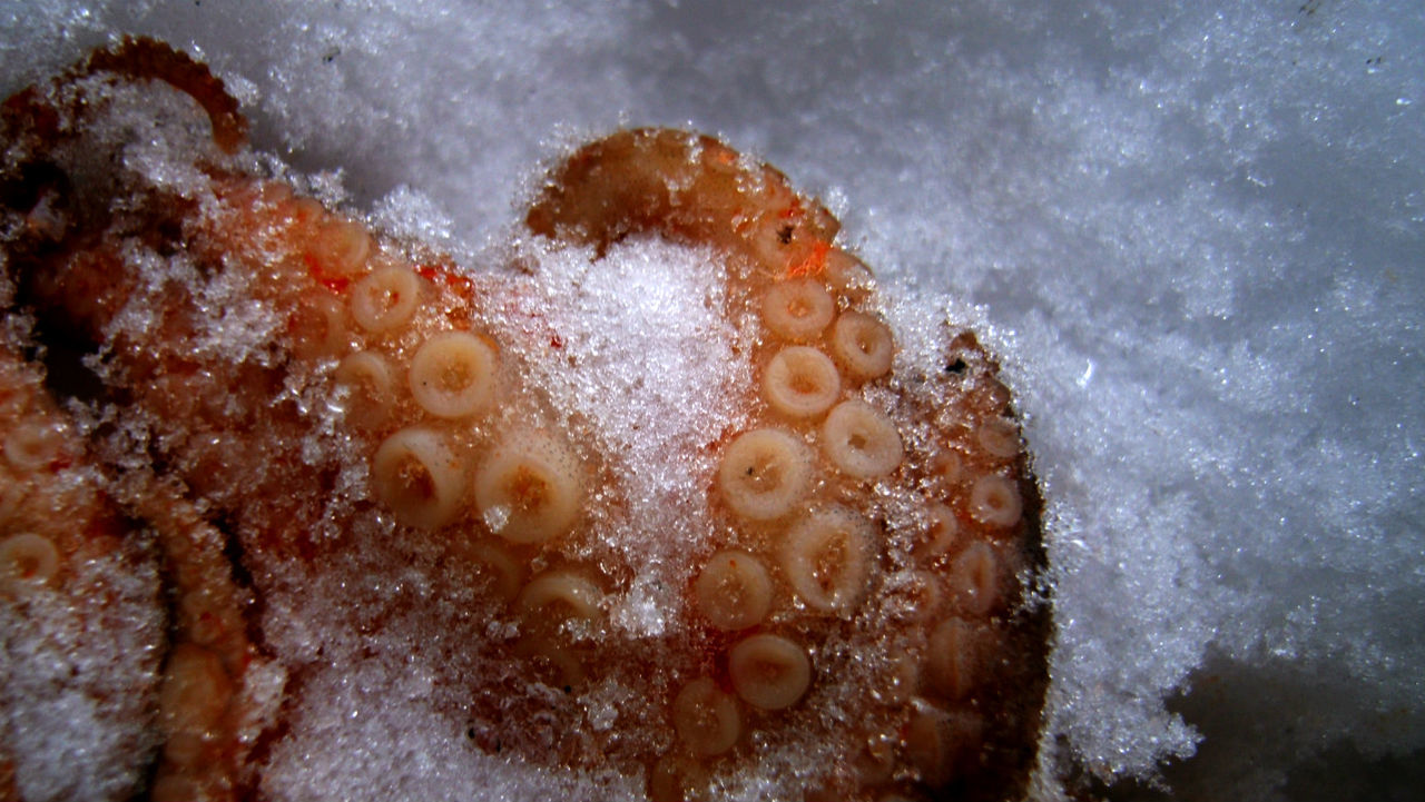 Close-up of octopus on ice