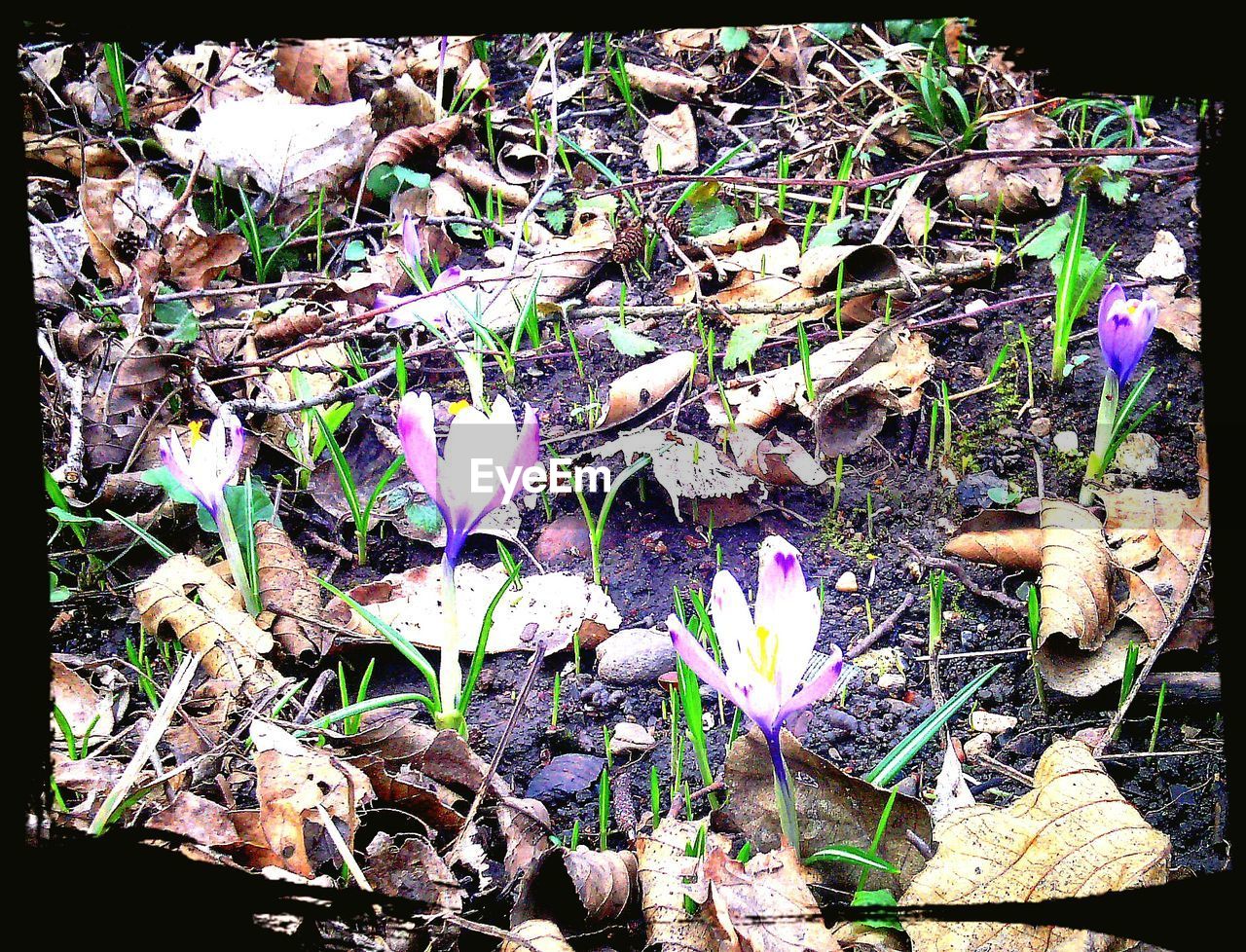 CLOSE-UP OF CROCUS ON PLANT