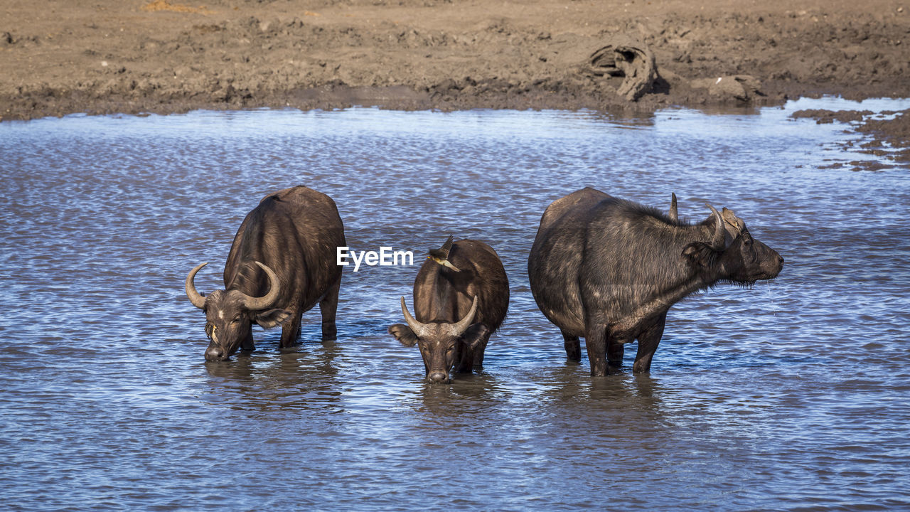 HORSE DRINKING WATER