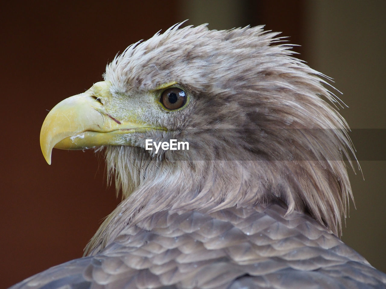 Close-up of eagle outdoors