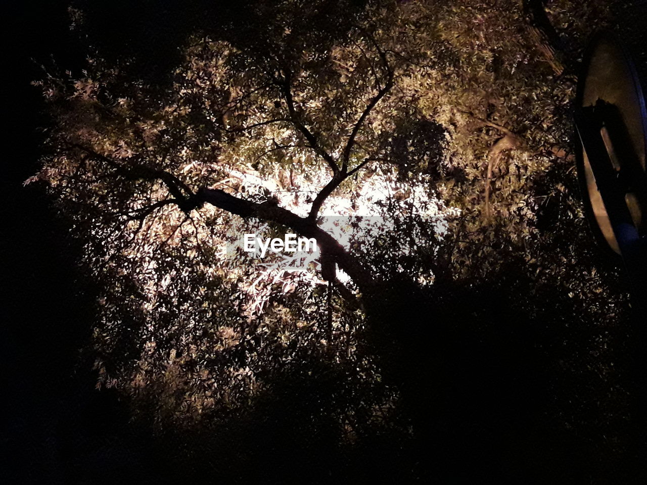 LOW ANGLE VIEW OF TREES AT NIGHT