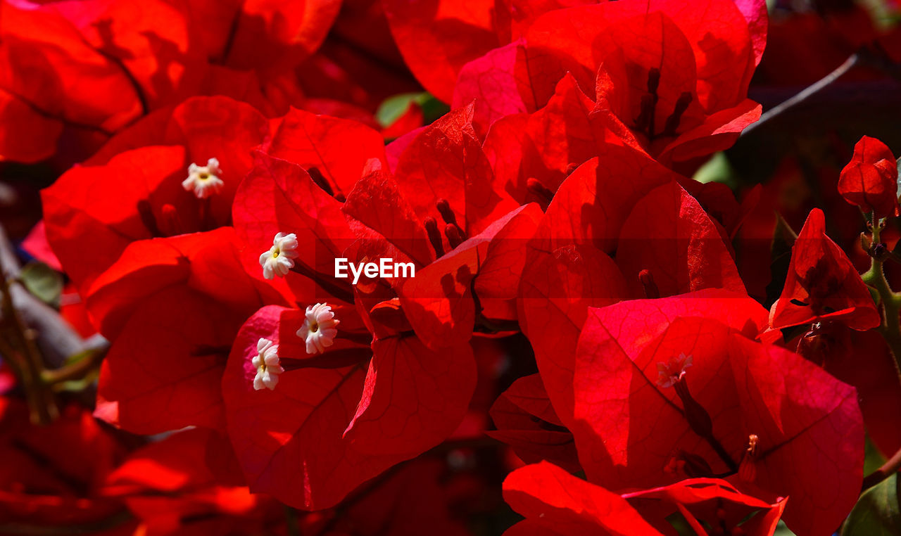 Close-up of red flowering plant