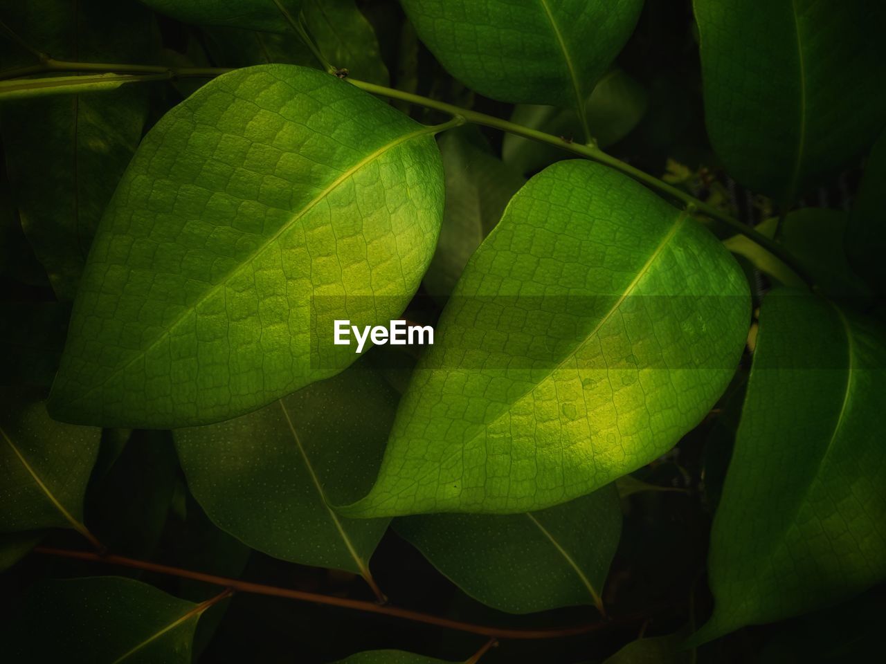 CLOSE-UP OF GREEN LEAVES