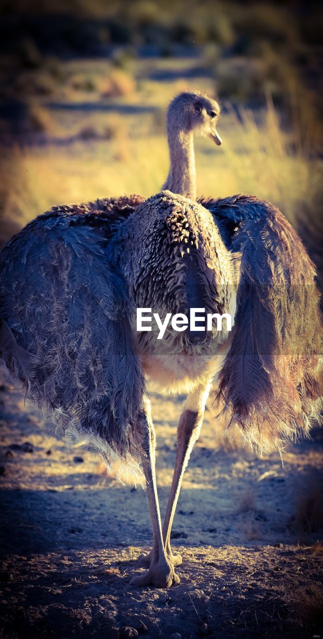 CLOSE-UP OF BIRD IN A FIELD