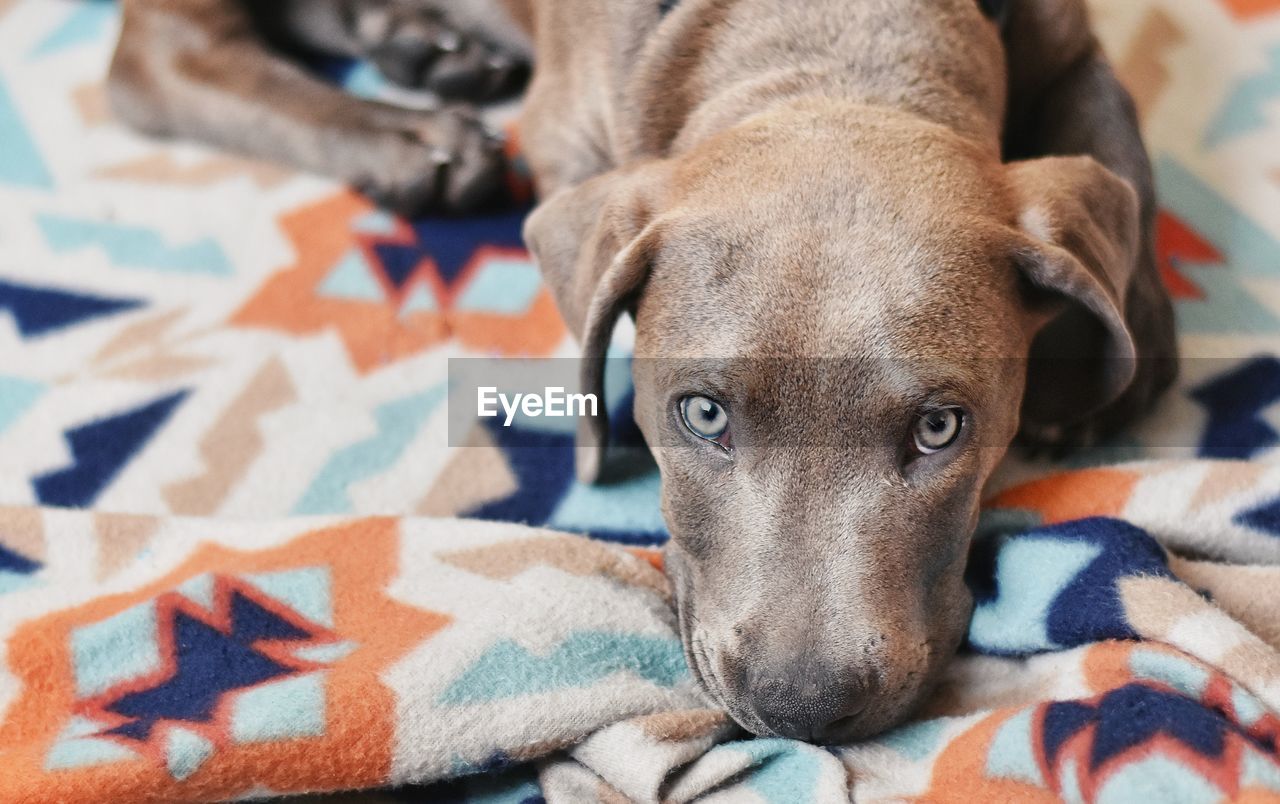 Close-up portrait of dog relaxing on bed