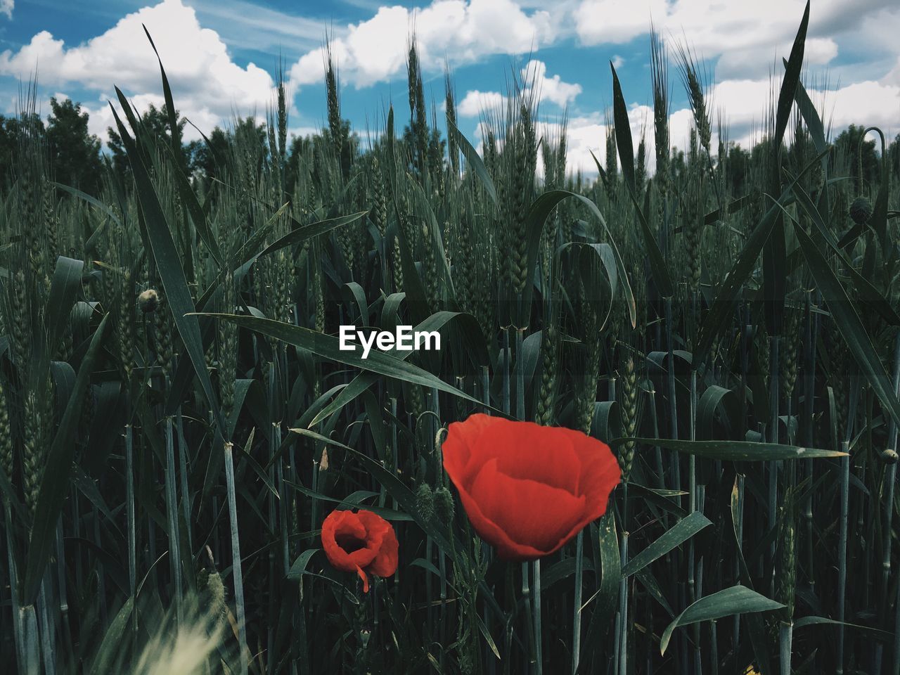 View of flowers growing in field