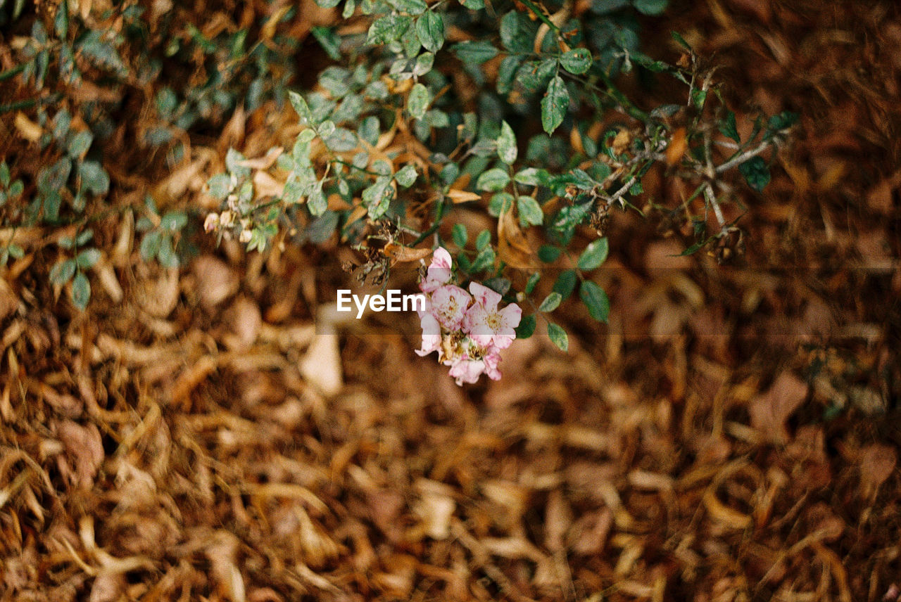 Flower bush with brown leaves in the background