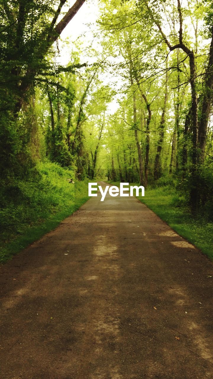 Road amidst trees in forest