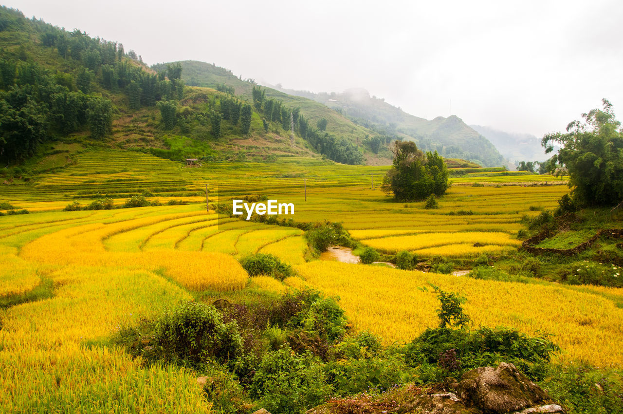 SCENIC VIEW OF RICE PADDY FIELD