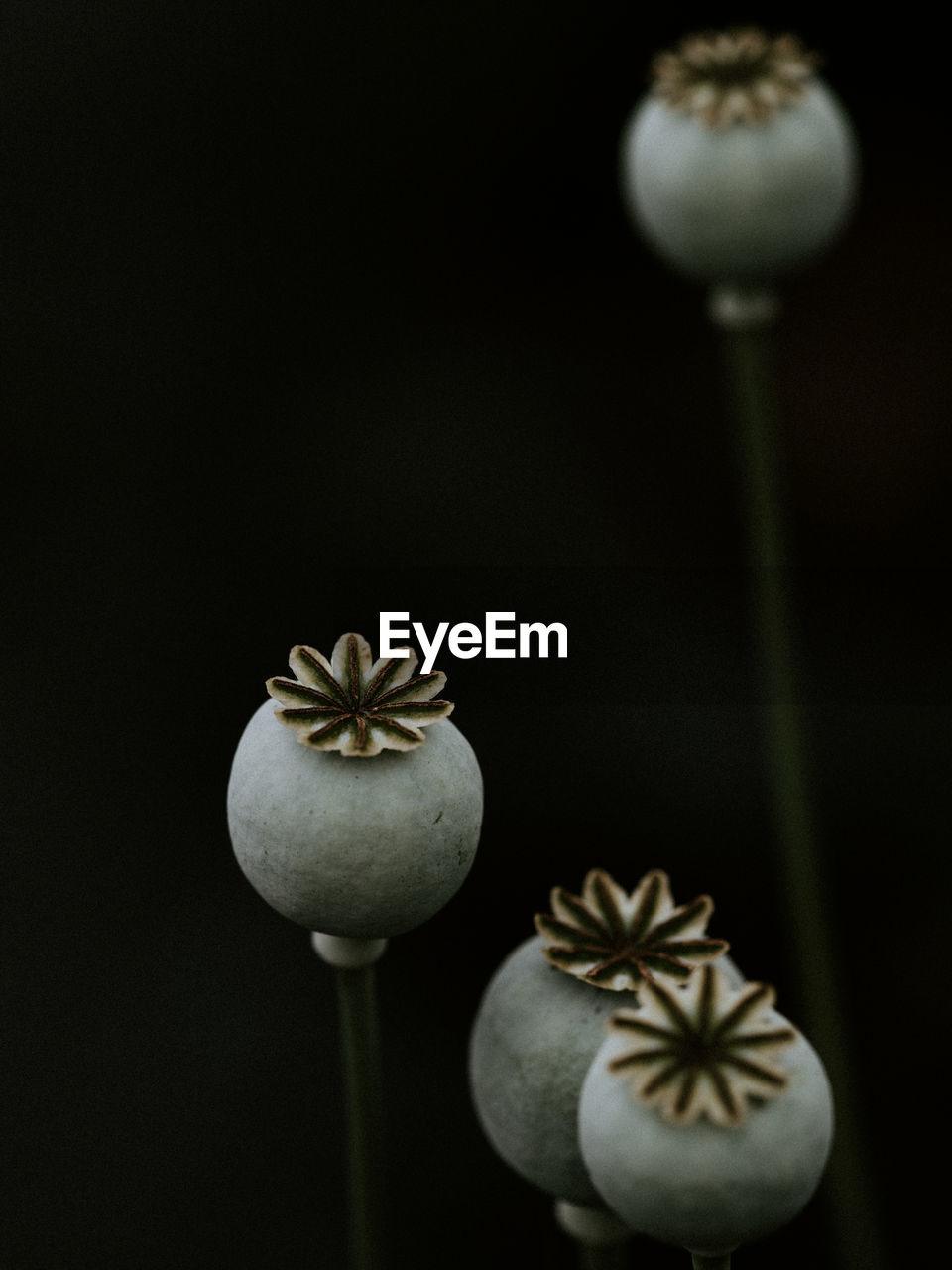 Poppy heads on a dark background