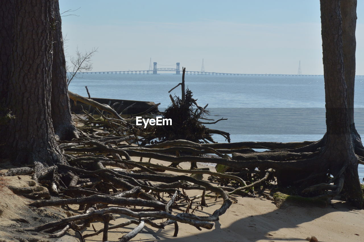 VIEW OF TREES ON BEACH