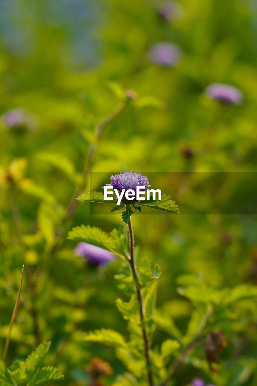 Close-up of purple flowering plant on field