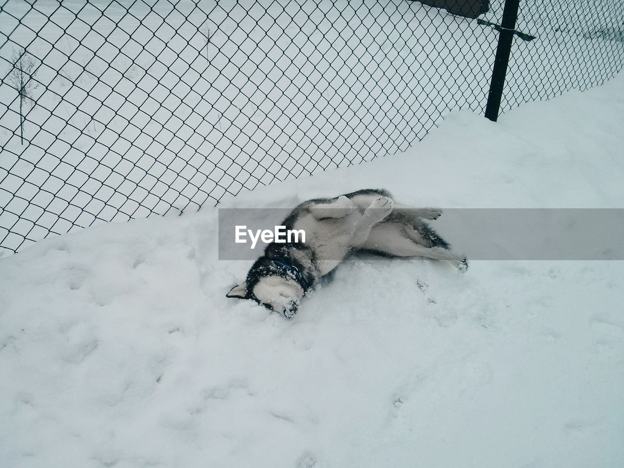 High angle view of dog on snow covered landscape