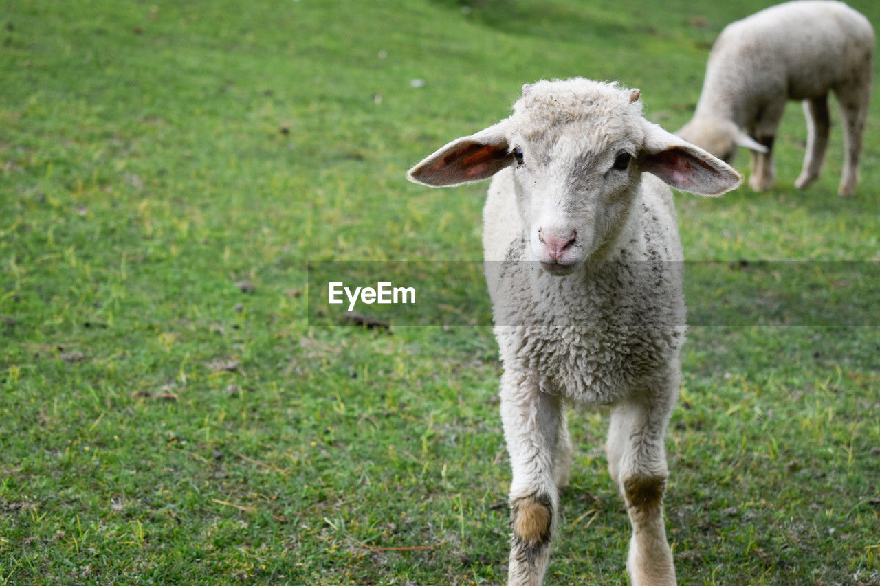 mammal, animal themes, animal, domestic animals, livestock, pasture, grass, pet, plant, sheep, field, meadow, portrait, grazing, nature, one animal, agriculture, standing, no people, land, looking at camera, cattle, green, young animal, outdoors, day, plain, focus on foreground, grassland, landscape, lamb, rural scene