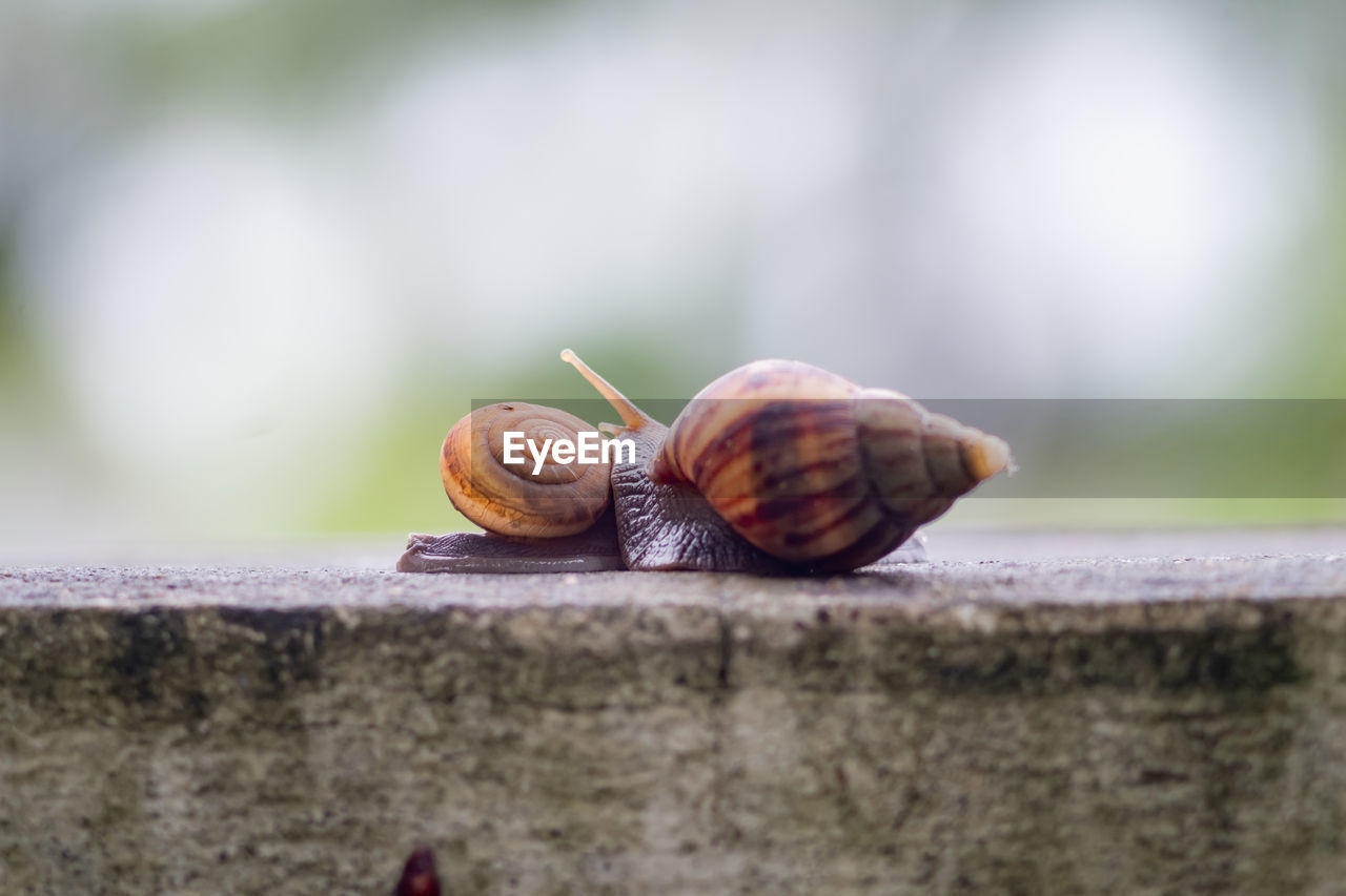 Close-up of snail on wall