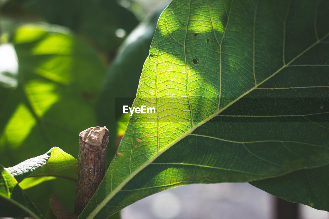 CLOSE-UP OF LEAF ON TREE