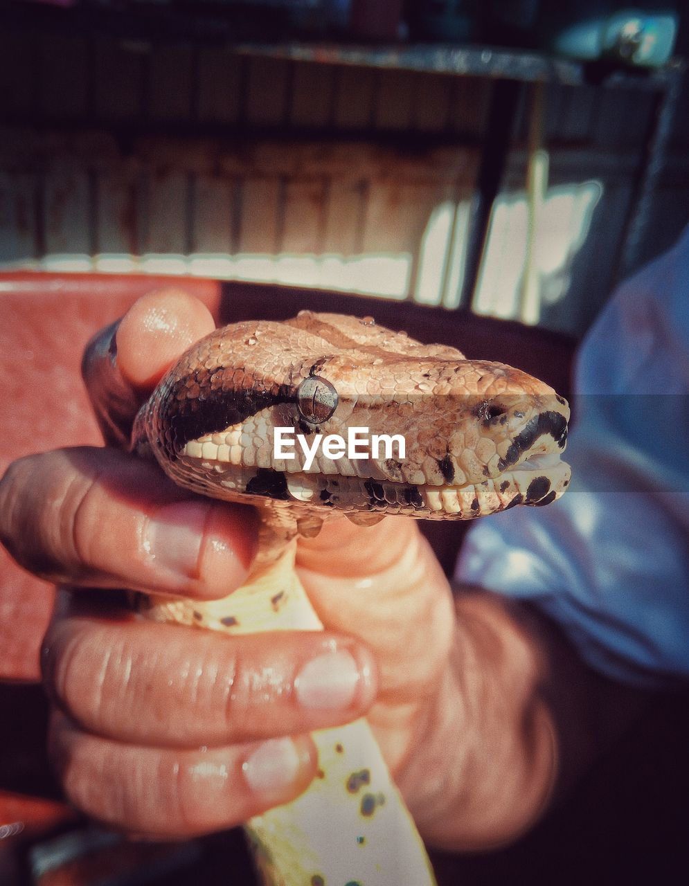 Close-up of hand holding a python
