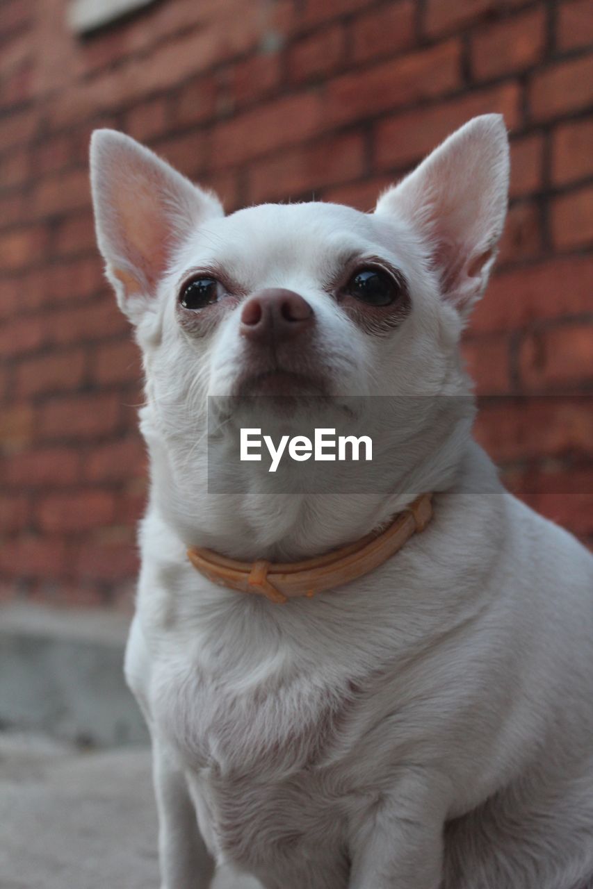 Close-up portrait of white dog