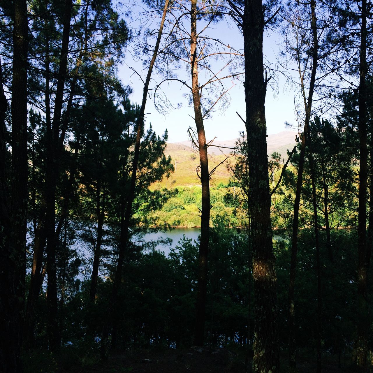 Trees against calm lake