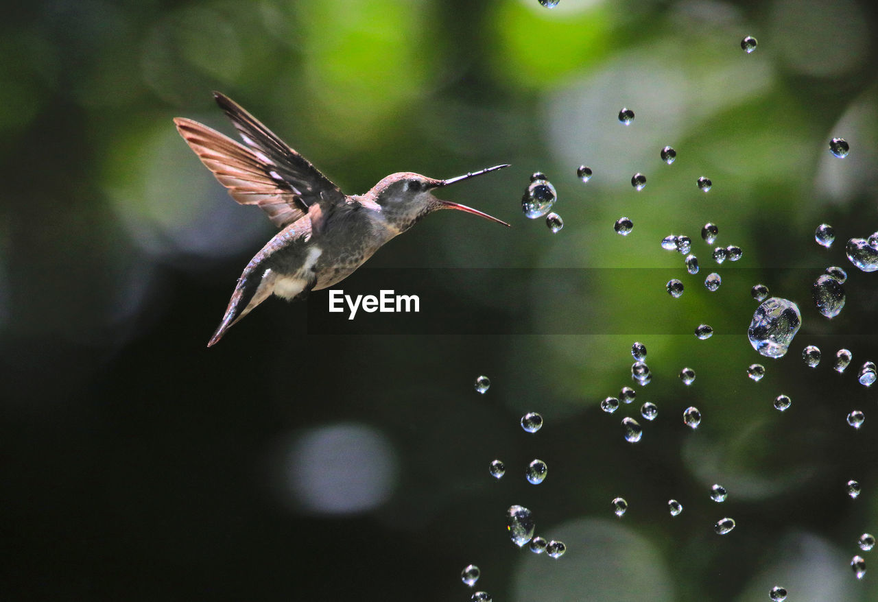 Close-up of hummingbird flying over water
