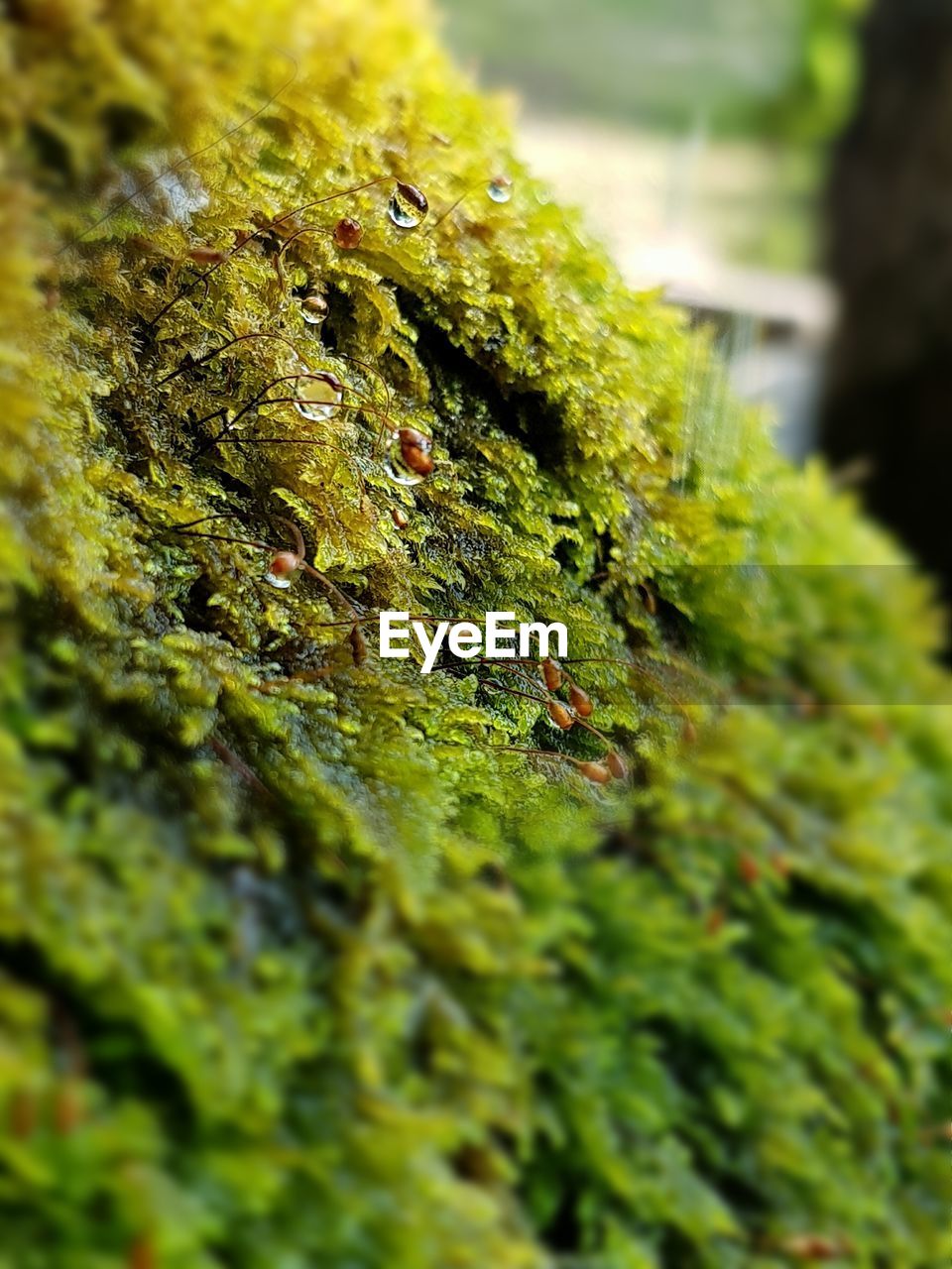 CLOSE-UP OF GREEN INSECT ON MOSS