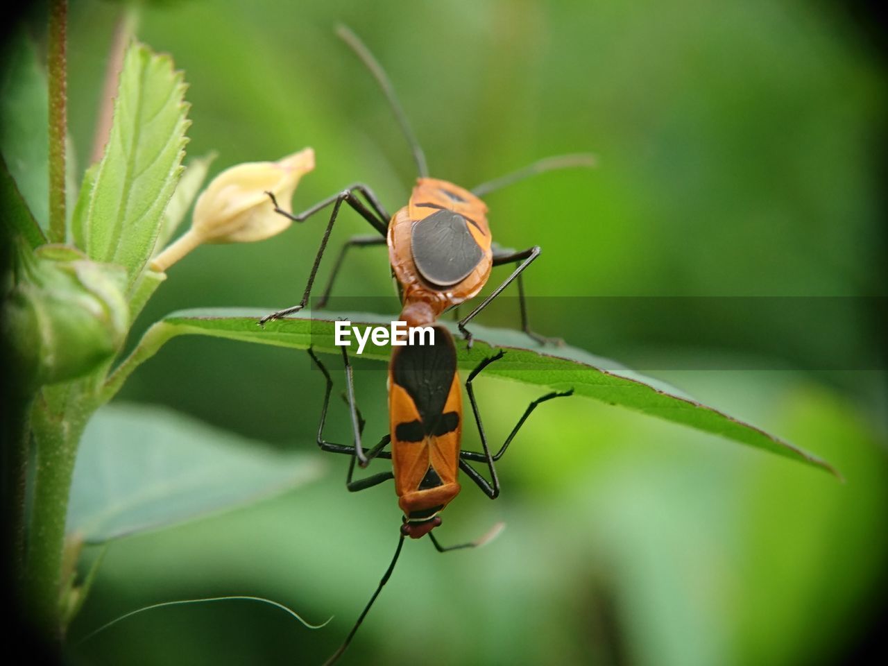 CLOSE-UP OF GRASSHOPPER