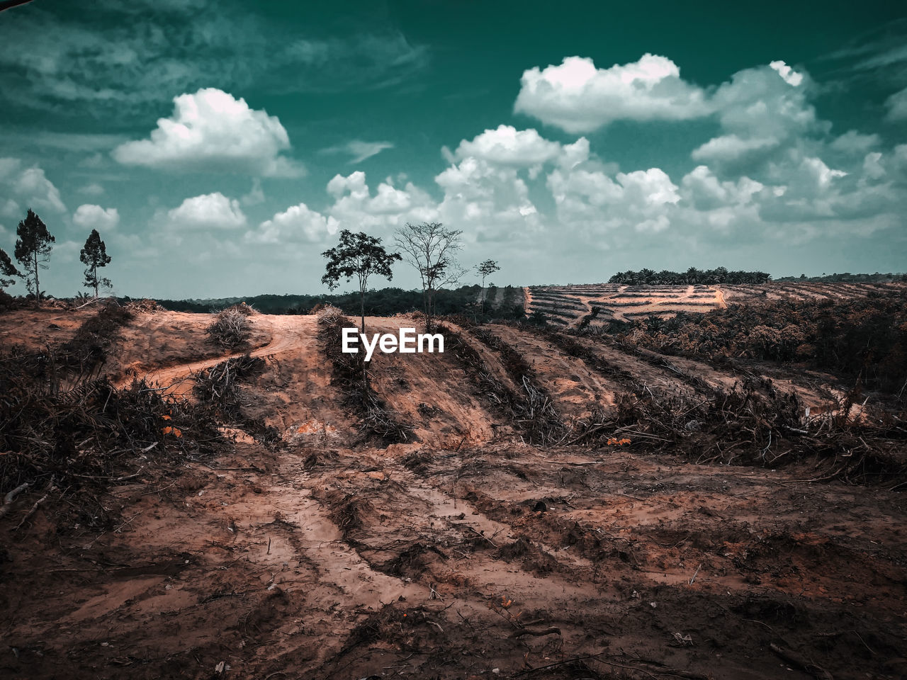 A view of an oil palm plantation whose trees have been uprooted