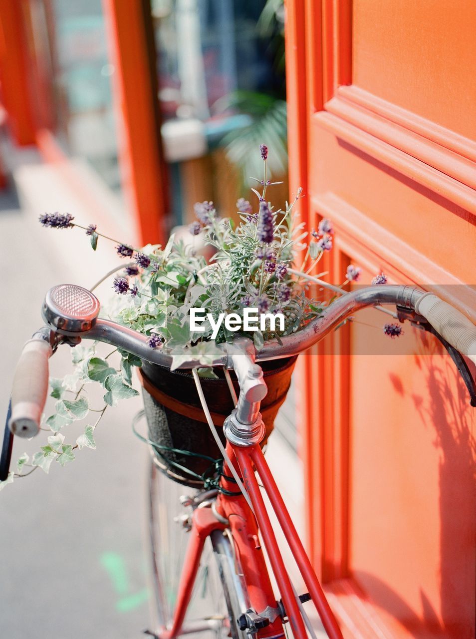 High angle view of plants in bicycle basket