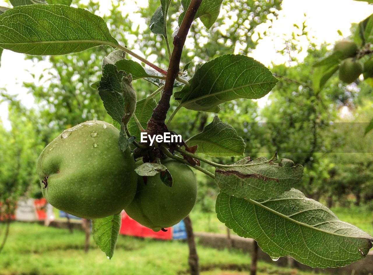 Close-up of fruits hanging on tree