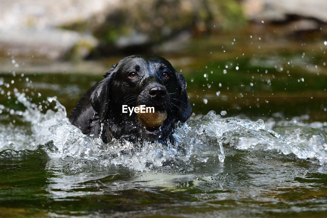 Portrait of a black labrador playing in a river 