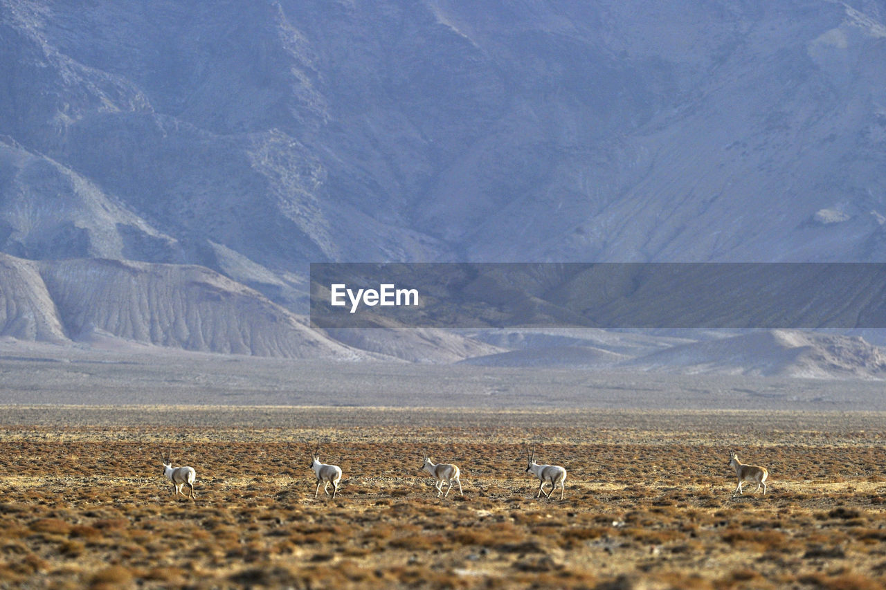 Scenic view of animals in desert against mountain