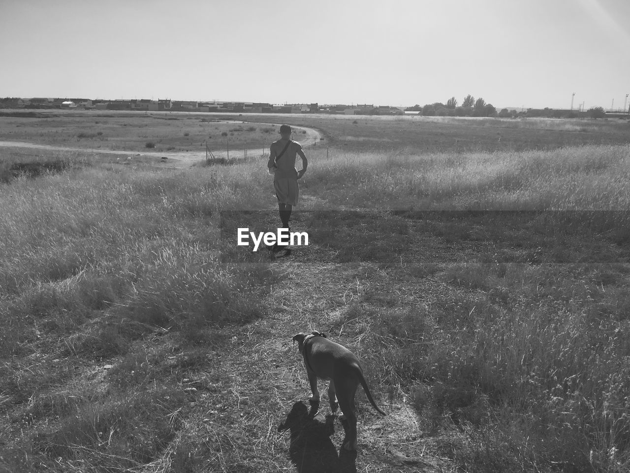 Rear view of american staffordshire terrier following man on field