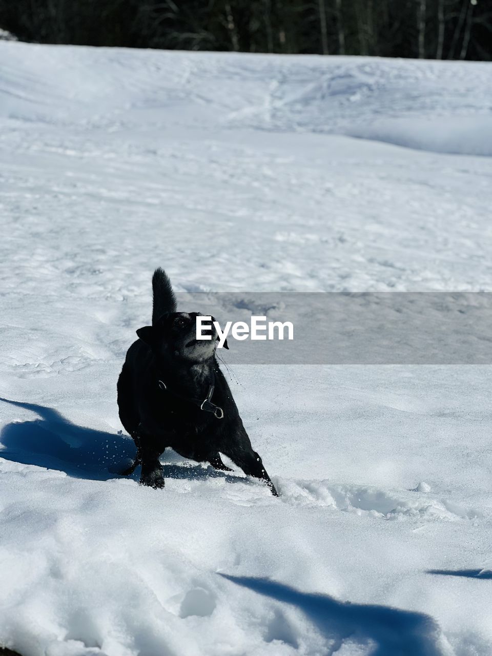 Dog on snow covered field