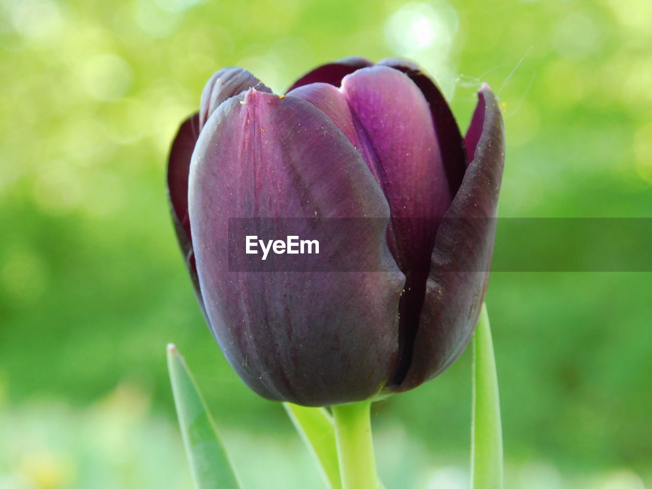 Close-up of pink flower bud