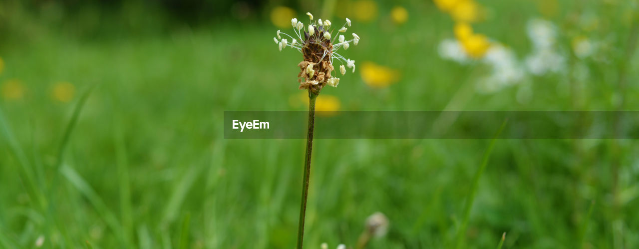 Close-up of flower growing in field