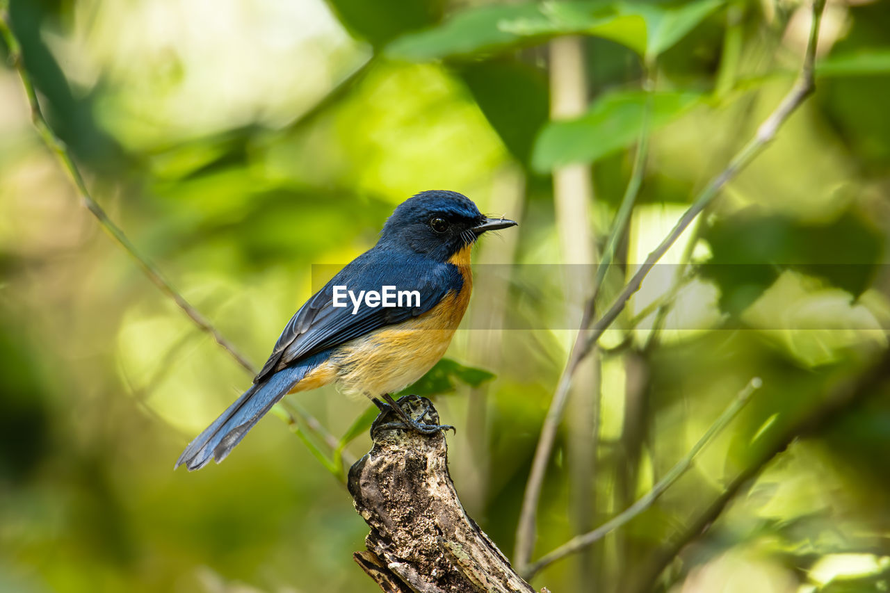 CLOSE-UP OF A BIRD PERCHING ON BRANCH