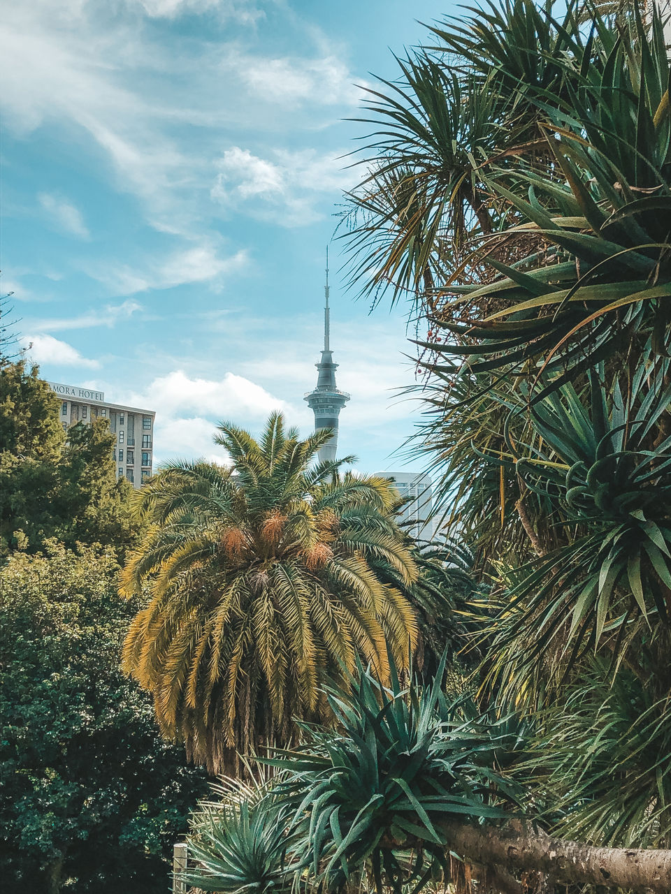 Low angle view of palm trees against sky with auckland sky tower on the background 